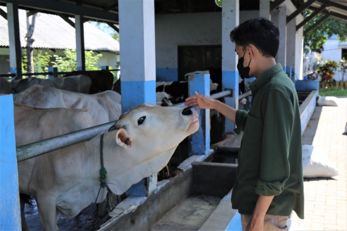 JELANG IDUL ADHA: Universitas Muhammadiyah Malang (UMM) memberikan langkah konkret dengan menurunkan tim satuan tugas (Satgas) Penyakit Mulut dan Kuku (PMK) hewan ternak. (Ist)